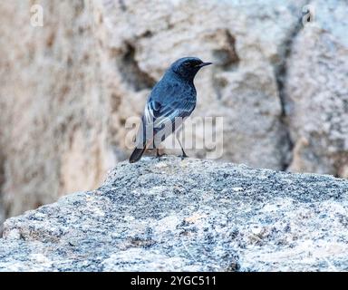 Black Redstart, mâle, (Phoenicurus ochruros), Paphos, Chypre Banque D'Images