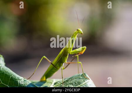 La mante de prière verte ou la mante européenne se trouve dans le jardin, de près. La Mantite religiosa féminine dans la nature Banque D'Images