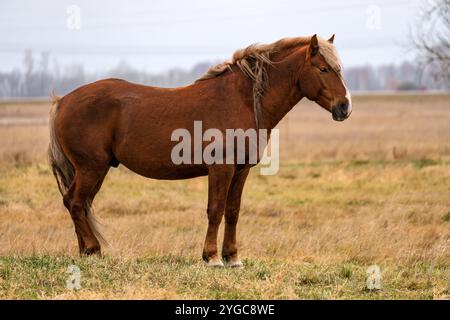 un cheval affamé mangeant de l'herbe dans le champ. les chevaux marchent à travers le champ d'automne dans le village. Un troupeau de chevaux mange de l'herbe dans le champ. Bovins g Banque D'Images