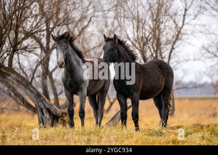 Un troupeau de chevaux mange de l'herbe dans le champ. Concept de pâturage du bétail. Chevaux sur l'herbe pente de colline d'automne sous ciel gris nuageux. Beau paysage dans Banque D'Images