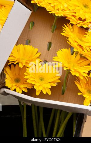 Marguerites jaunes dans une boîte à vendre sur un marché Banque D'Images