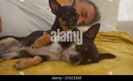 Un homme hispanique d'âge moyen est allongé dans le lit avec deux petits chihuahuas reposant paisiblement sur une couverture jaune dans une chambre confortable. Banque D'Images