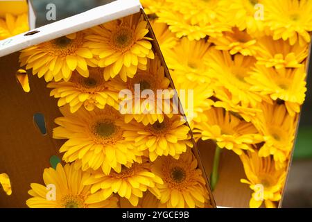 Marguerites jaunes dans une boîte à vendre sur un marché Banque D'Images