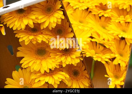 Marguerites jaunes dans une boîte à vendre sur un marché Banque D'Images