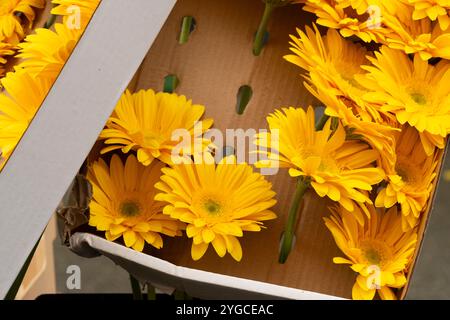 Marguerites jaunes dans une boîte à vendre sur un marché Banque D'Images