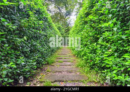 Chemin à travers le labyrinthe de haies. Vue intérieure du labyrinthe du jardin Banque D'Images