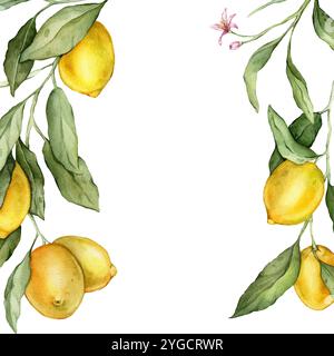 Cadre carré citron fruits. Illustration à l'aquarelle dessinée à la main de la frontière avec des branches d'agrumes sur fond isolé blanc. Dessin avec des fruits tropicaux Banque D'Images