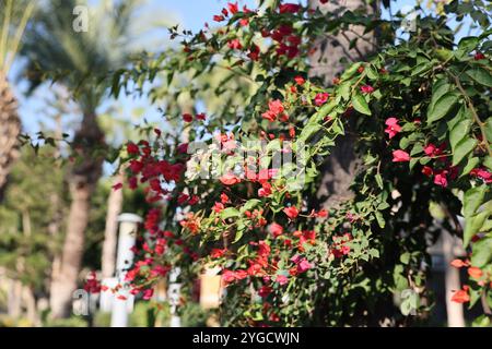 Les fleurs vibrantes et colorées de Bougainvillea fleurissent dans un jardin tropical Oasis de beauté Banque D'Images