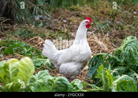 Un charmant poulet blanc se nourrit dans un beau champ de ferme ensoleillé, incarnant la vie rurale et l'agriculture. Un beau poulet blanc fourrage pour foo Banque D'Images