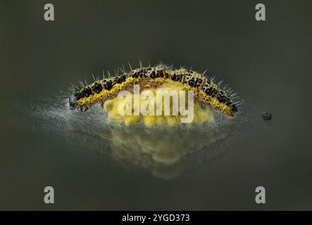 Grosse chenille blanche de chou, Pieris rapae, avec œufs de guêpe parasite Banque D'Images