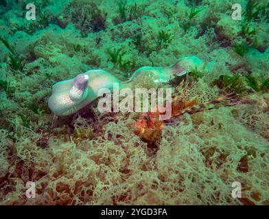 Moray Ange blanche, Moray Ange géométrique, Gymnothorax griseus, avec le poisson-lion commun, Pterois volitans, à algie, dans la mer rouge, Egypte Banque D'Images