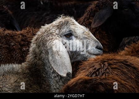 un jeune agneau se dresse sur le fond d'un troupeau de moutons sur la ferme. Le concept de l'élevage ovin dans le village. Banque D'Images