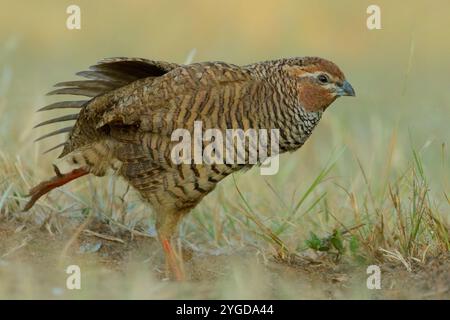 Rock Bush-Quail (Perdicula argoondah) mâle à Gujarat, Inde Banque D'Images