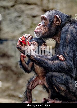 Portrait animal, chimpanzé occidental (Pan troglodytes verus) jouant avec les jeunes, captifs, distribution centrale et occidentale de l'Afrique Banque D'Images