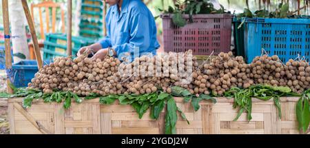 Fruits tropicaux doux, vergers de longan prêts à la vente et à manger, Thaïlande. Banque D'Images