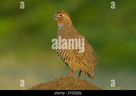 Rock Bush-Quail (Perdicula argoondah) mâle à Gujarat, Inde Banque D'Images