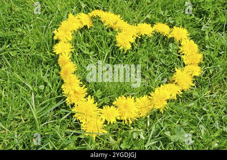 Symbole de coeur en fleurs de pissenlit jaunes sur l'herbe Banque D'Images