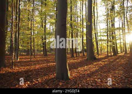 Paysage, forêt, arbre à feuilles caduques, automne, atmosphérique, soleil, la lumière du soleil couchant brille à travers les troncs d'arbres et les feuilles d'automne brillent Banque D'Images