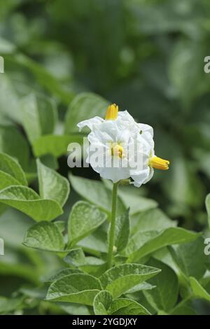 Gros plan d'une plante de pomme de terre à fleurs (Solanum tuberosum), fleur de pomme de terre, Wilnsdorf, Rhénanie-du-Nord-Westphalie, Allemagne, Europe Banque D'Images