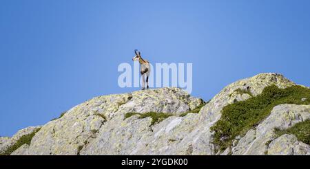 Chamois (Rupicapra rupicapra), sur un rocher, aiguille rouges, Chamonix, France, Europe Banque D'Images