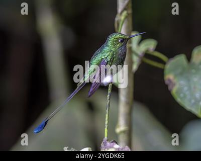 Queue de raquette à bottes blanches (Ocreatus underwoodii), réserve forestière de Mindo, Mindo, Équateur, Amérique du Sud Banque D'Images