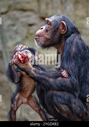 Portrait animal, chimpanzé occidental (Pan troglodytes verus) jouant avec les jeunes, captifs, distribution centrale et occidentale de l'Afrique Banque D'Images