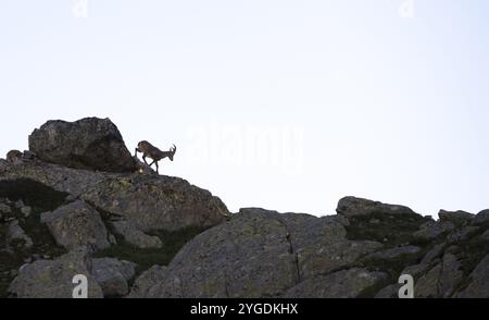 Bouillie alpine (bouillie de Capra), sur rochers, silhouette contre ciel lumineux, aiguille rouges, Chamonix, France, Europe Banque D'Images