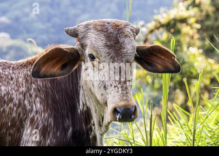 Brahman américain (Bos primigenius indicus), réserve forestière de Mindo, Mindo, Équateur, Amérique du Sud Banque D'Images