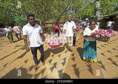 Pèlerins sri-lankais avec des fleurs de lotus roses dans la ville sainte d'Anuradhapura, Province du Centre Nord, Sri Lanka, Asie Banque D'Images