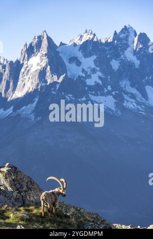 Bouillie alpine (bouillie de Capra), mâle adulte, devant un paysage de montagne à la lumière du matin, en arrière-plan les sommets pointus du Mont Blan Banque D'Images