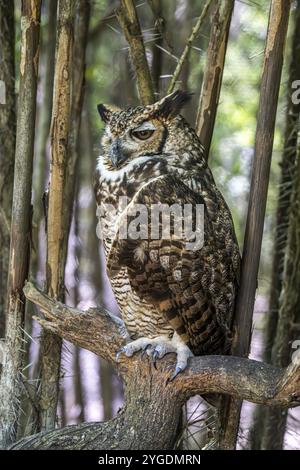 Chouette à cornes d'Amérique du Sud (Bubo virginianus nacurutu), Aviario Nacional de Colombia, via Baru, Province de Carthagène, Bolivar, Colombie, Sud A Banque D'Images