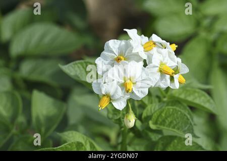 Gros plan d'une plante de pomme de terre à fleurs (Solanum tuberosum), fleur de pomme de terre, Wilnsdorf, Rhénanie-du-Nord-Westphalie, Allemagne, Europe Banque D'Images