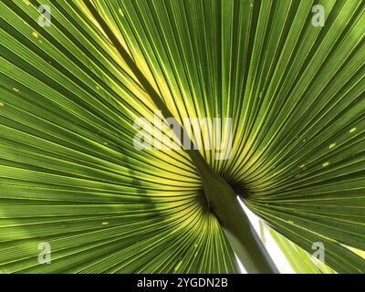 Gros plan d'une feuille de palmier, jardins botaniques royaux (jardins de Kew), site du patrimoine mondial de l'UNESCO, Kew, Grand Londres, Angleterre, Royaume-Uni, Europe Banque D'Images