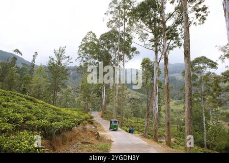 Tuk-tuk et grands arbres sur une plantation de thé, Ramboda, Nuwara Eliya, Province centrale, Sri Lanka, Asie Banque D'Images