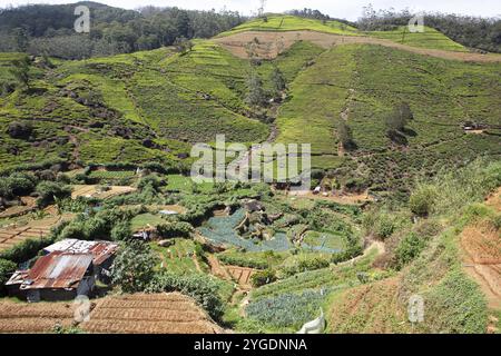 Plantations de thé à Nuwara Eliya, Province centrale, Sri Lanka, Asie Banque D'Images