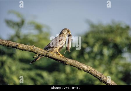 Kestrel (Falco tinnunculus) perchée à la branche, avec une grande vole à dos rouge (clethrionomys glareolus) dans le bec. Apporte des proies aux poussins dans le nid. Germe Banque D'Images