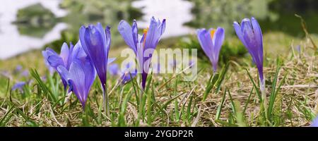 Arrière-plan de la bannière de printemps avec groupe de crocus de fleurs de printemps fleurs Banque D'Images