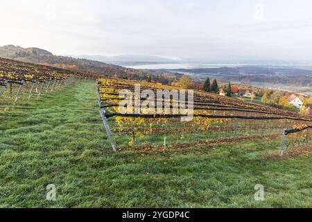 Ambiance matinale au vignoble, brouillard dérive sur les collines boisées de la vallée, produit Andrae-Hoech, Sausal Wine Country, Styrie, Autriche, Europe Banque D'Images