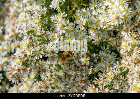 Abeille collectant le pollen sur les fleurs d'aster symphyotrichum ericoides Banque D'Images