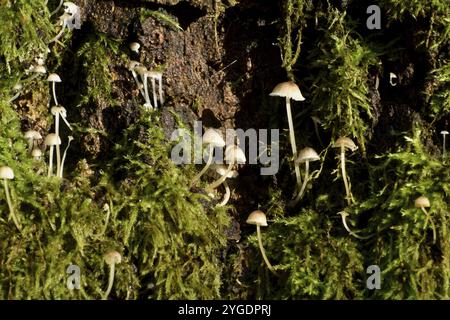 Gros plan d'un groupe de minuscules champignons poussant dans la mousse sur le tronc d'un vieil arbre, parc national de Hunsrueck-Hochwald, Rhénanie-Palatinat, Allemagne Banque D'Images