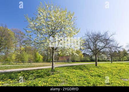 Prairie de fleurs et pommiers dans un parc idyllique au printemps Banque D'Images