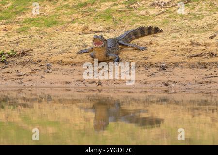 Caïman à lunettes (Caiman crocodilus yacara), crocodile (Alligatoridae), crocodile (Crocodylia), se trouve sur la rive, reflet, Pantanal, à l'intérieur des terres, wetla Banque D'Images