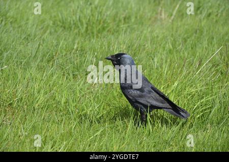 Grand noir corbeau se trouve sur un pré vert Banque D'Images