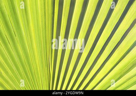 Arrière-plan : feuille de palmier verte avec lumière du soleil Banque D'Images