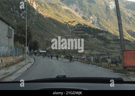 Chèvres revenant avec berger dans les montagnes albanaises avant le coucher du soleil. Vue depuis la vitre avant de la voiture Banque D'Images