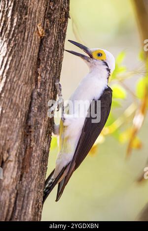 Pic blanc (Melanerpes candidus) Pantanal Brésil Banque D'Images