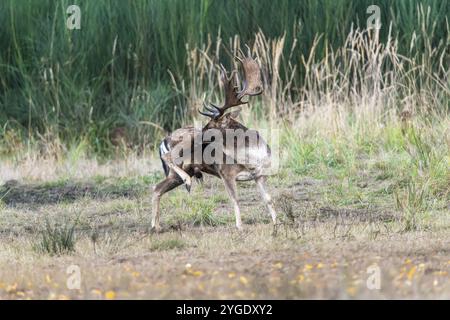 Cerf en jachère (Dama dama) se préparant dans une clairière, Ruesselsheim am main, Hesse, Allemagne, Europe Banque D'Images