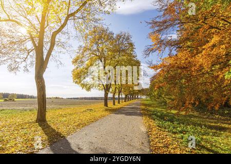 Belle avenue en automne avec le soleil qui brille à travers les couleurs feuilles des arbres Banque D'Images