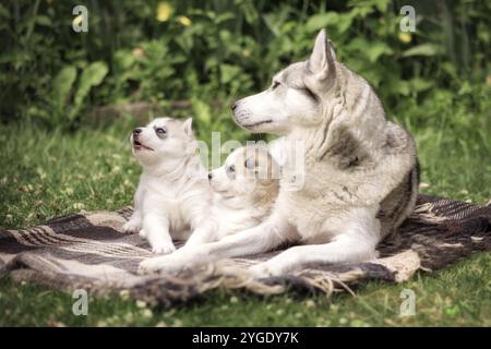 Famille Husky sibérienne, mère chien et chiots couchés dans l'herbe Banque D'Images