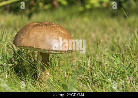 Faire brunir de savoureux champignons sur une prairie d'herbe verte Banque D'Images